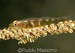 goby and shrimp,nikon d2x 60mm macro by Puddu Massimo 